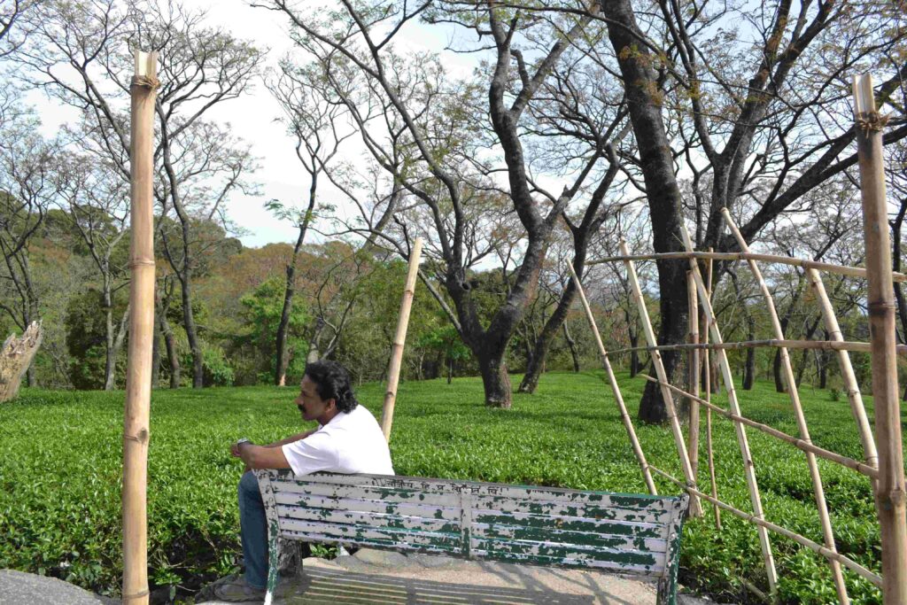 A man sitting on an old bench beside a tea garden in Dharamshala, surrounded by green tea bushes and tall trees under soft daylight.
