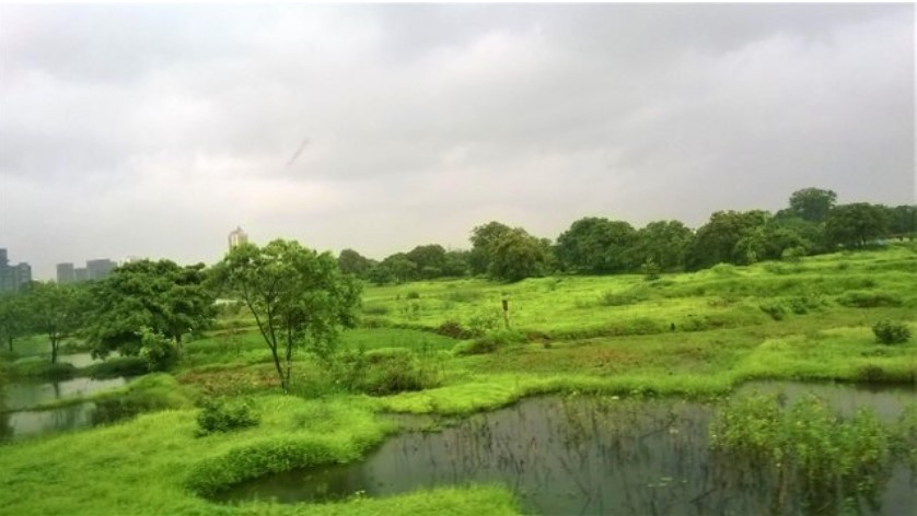 Green wetlands and scattered trees seen through a train window on a cloudy monsoon day, with shallow water reflecting the sky—an atmospheric moment in a travel story