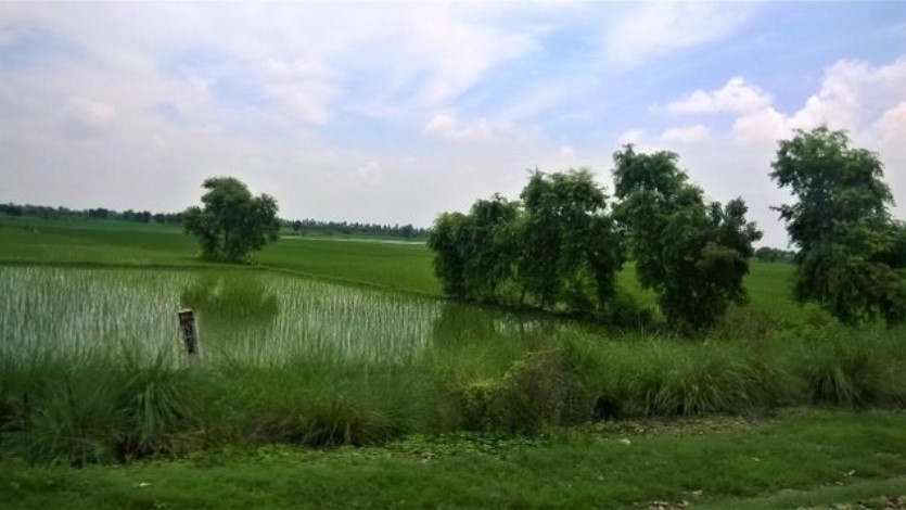 Bright green paddy fields with water-filled patches and a row of trees under a blue sky, seen through a train window — a refreshing countryside scene in a travel story.