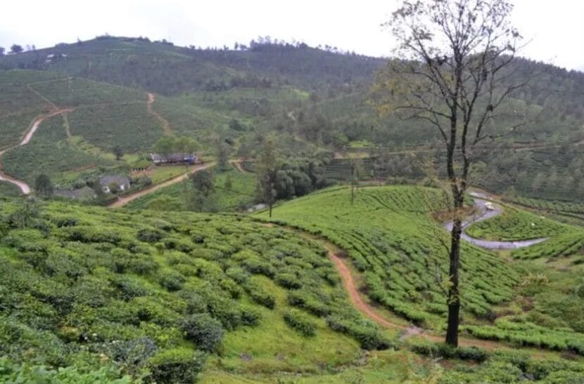 Green tea plantations spread across rolling hills with winding paths and countryside scenery.