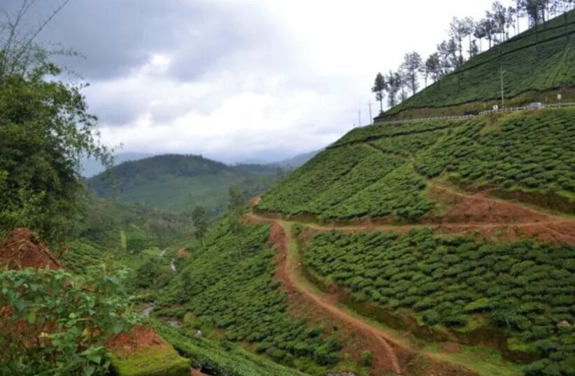 Green tea plantation covering hillside with winding trail and cloudy monsoon sky in the background.