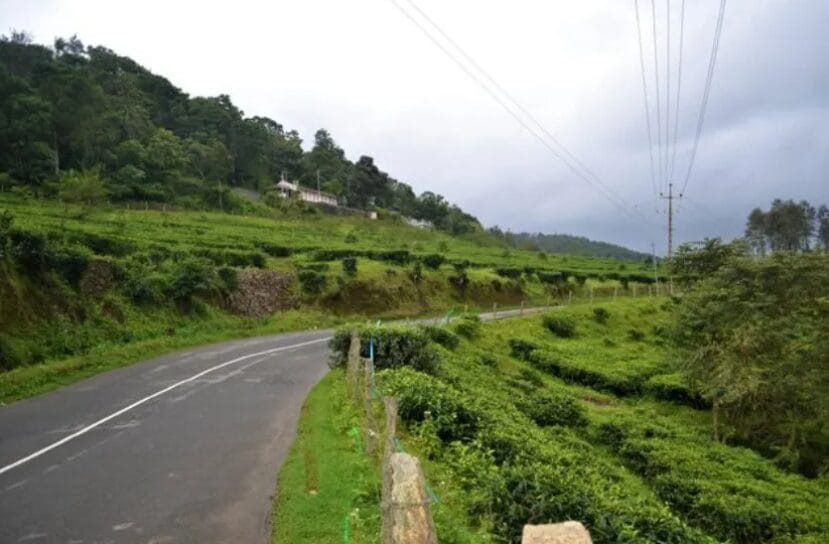 Curving road through green tea plantations and hills under cloudy monsoon sky.