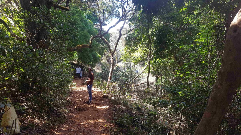 Trekkers walking through a shaded forest stretch on the Kudajadri trail