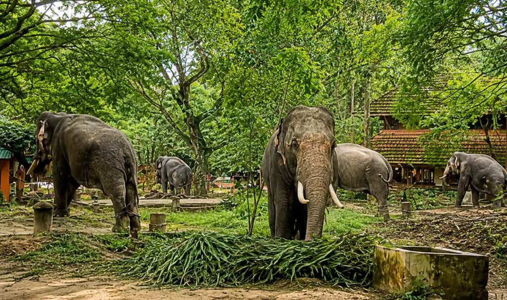 Elephants standing amidst lush greenery at Kunnathoor Elephant Sanctuary in Kerala, surrounded by dense trees and traditional Kerala-style structures.